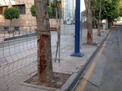 Continúa la agresión al arbolado en el Parque Tecnológico de Sevilla