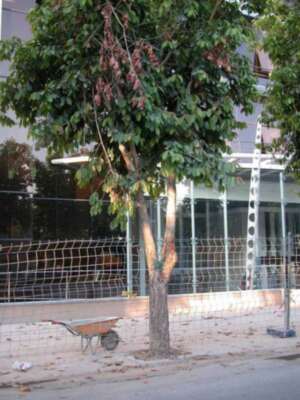 Continúa la agresión al arbolado en el Parque Tecnológico de Sevilla