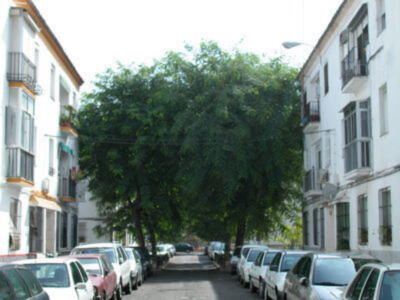 Urge la poda de algunos árboles en Los Remedios, en Sevilla .