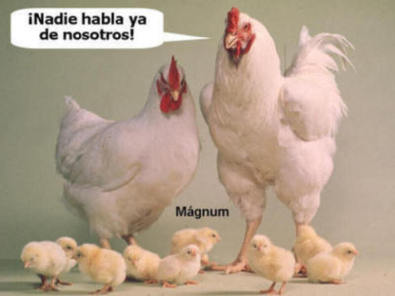 ¡Nadie habla ya de nosotros! - Madre gallina con pollos y texto 'Márgnum'