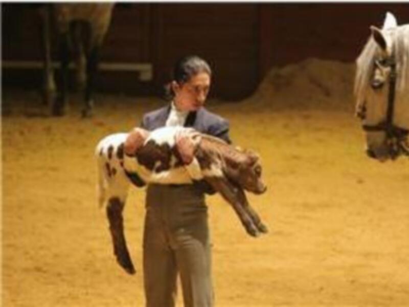 Una persona sostiene un ternero en un establo, con un caballo blanco en el fondo. La escena se desarrolla en un entorno de entrenamiento equino.