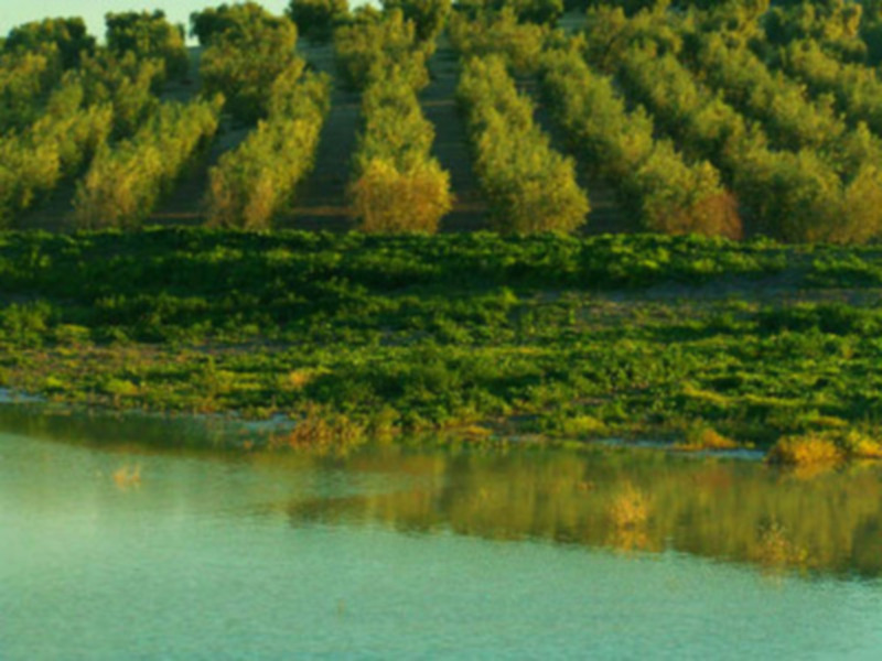 Vista de un paisaje rural con árboles en filas y un río en primer plano, reflejando la naturaleza verde.