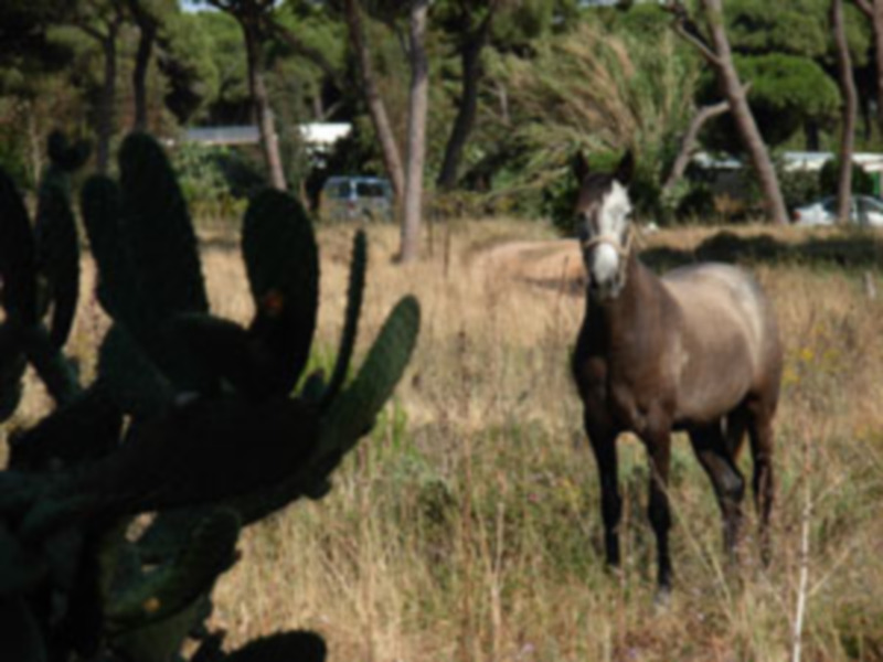 Un caballo gris corre libremente en un campo de hierba alta, rodeado de cactus y árboles en el fondo.