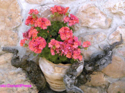 En noviembre analizamos las Máximas de Santa Ángela de la Cruz, en homenaje a su gran legado, Las Hermanas de la Compañía de la Cruz  (VIII).