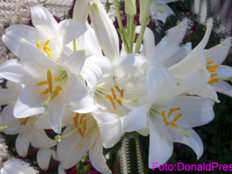 Fotografía de flores blancas con detalles amarillos en el centro, en un entorno natural.
