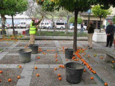 Recogida de naranjas en el centro de Sevilla