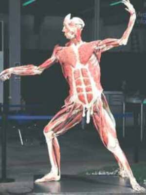 Si eres amante de la anatomía, Body Worlds es tú exposición.