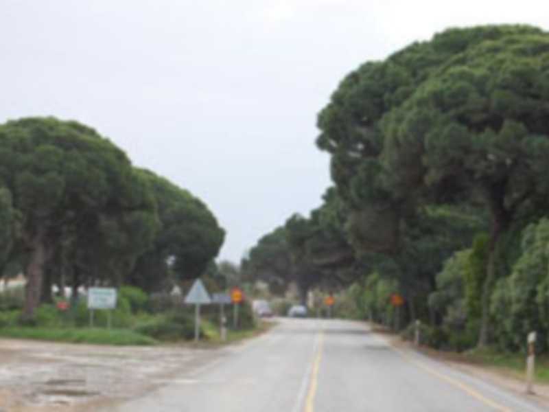 Ecologistas de Chipiona advierten sobre posible tala de pinos centenarios por obras en carretera de Rota.-