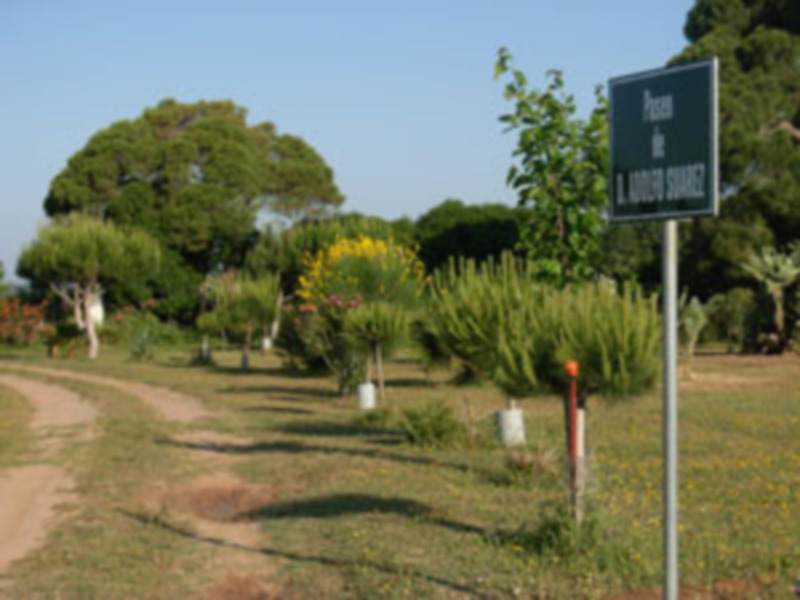Camino rural con árboles y un cartel que indica 'Paseo de A. Jiménez Suárez'.