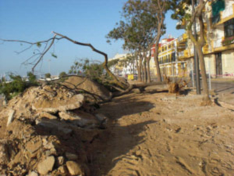 Un árbol caído en la calle, con una estructura de hormigón y un edificio de fondo en el horizonte.
