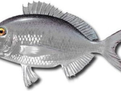 La dorada presenta un fenómeno de inversión sexual en los primeros años de su vida, pues todos son machos y con la edad se convierten en hembras. 