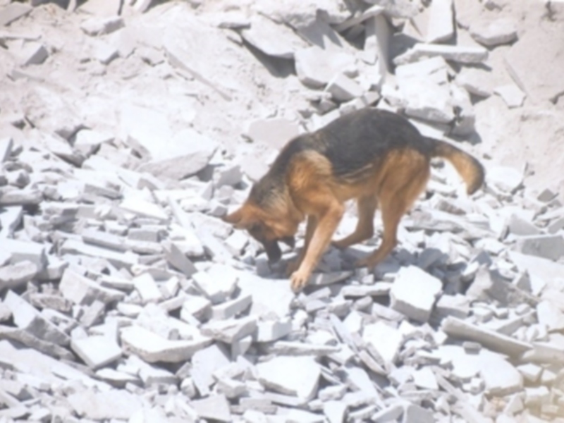 Un perro pastor alemán explorando entre rocas en un entorno natural.