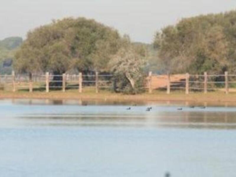 Un tranquilo lago con un pequeño grupo de patos nadando, rodeado por una cerca de madera y árboles verdes en el fondo.
