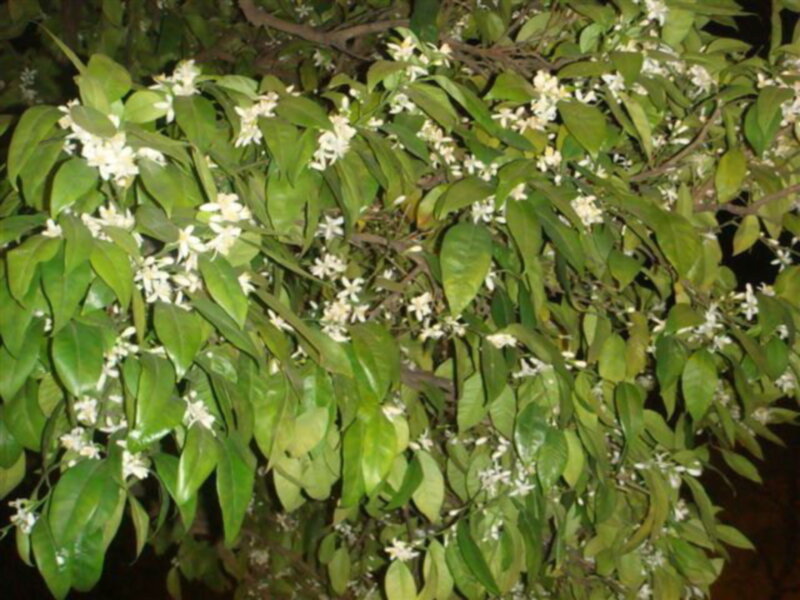 Una rama de árbol con hojas verdes y flores blancas en la noche.