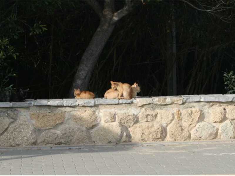 Dos gatos de pelaje naranja descansando en una pared de piedra junto a un árbol.