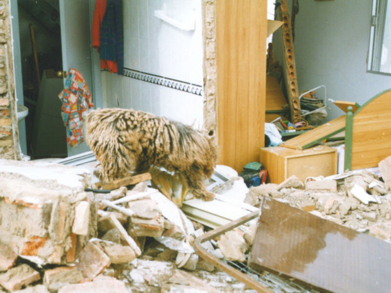 Un gato camina sobre escombros en una habitación desmantelada.