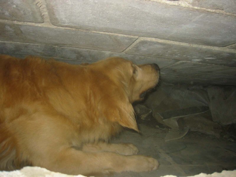 Un perro golden retriever está durmiendo en un hueco de madera, con su cabeza apoyada contra una pared de ladrillos.