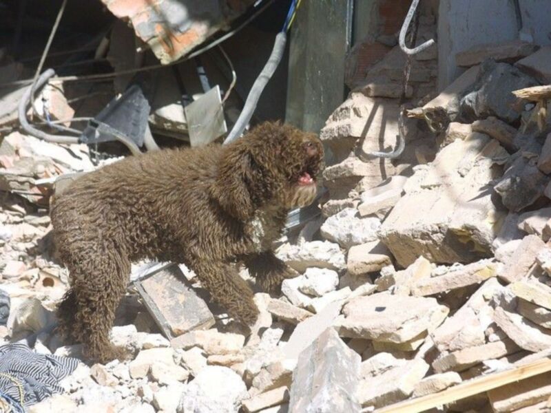 Un perro entre escombros, posiblemente en una zona afectada por un terremoto o desastre natural.