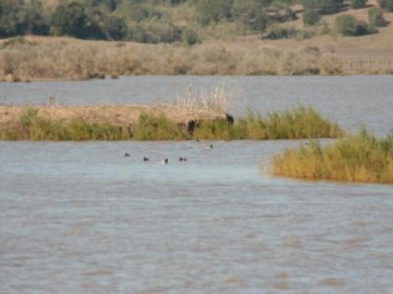 Áreas acuáticas con aves nadando y vegetación en el fondo, reflejando un paisaje natural y tranquilo.