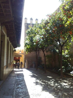 Ya ha llegado la primavera biologica a Sevilla 