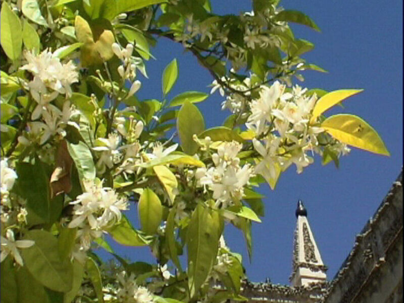 Flores blancas en un árbol con hojas verdes y un tejado de tejas en el fondo bajo un cielo azul claro.