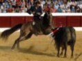 Jinete montando un caballo en una plaza de toros, con el toro frente a él, mientras el público observa desde las gradas.