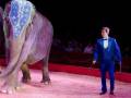 Elefante en un circo con un traje azul y sombrero, junto a un hombre en traje.