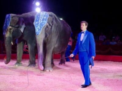 El conde de Salvatierra debuta como domador de elefantes en el circo mundial en Sevilla.