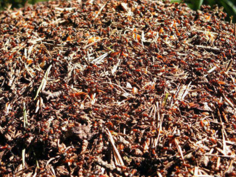 Colonia de hormigas en una montaña de tierra y hojas, mostrando actividad y estructura.