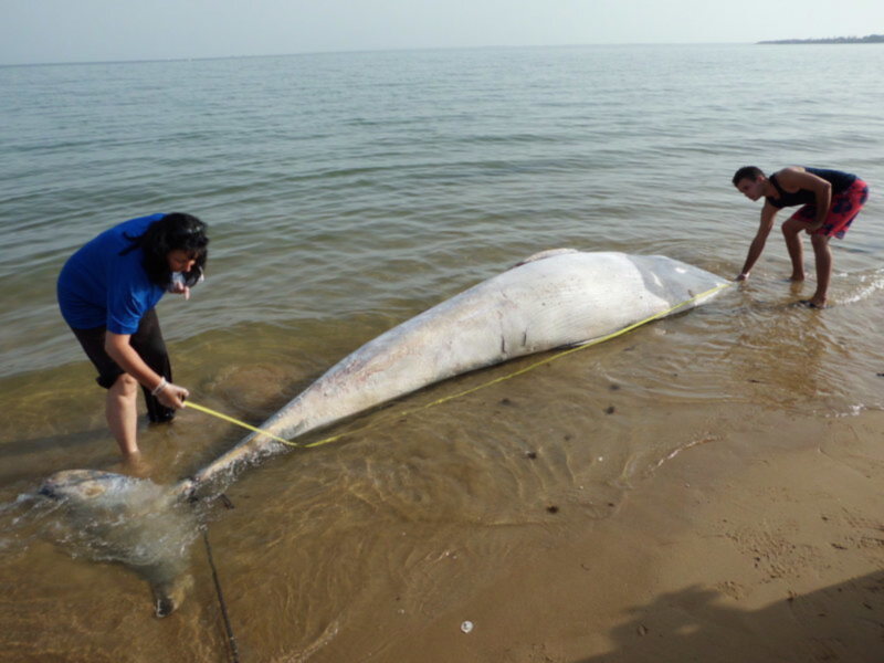 Científicos miden el cuerpo de una ballena muerta en la costa.