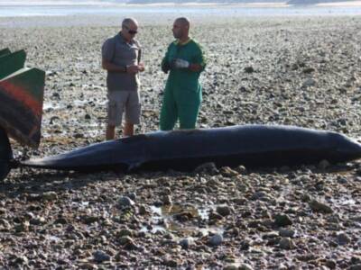 Varamiento de zifio en Chipiona