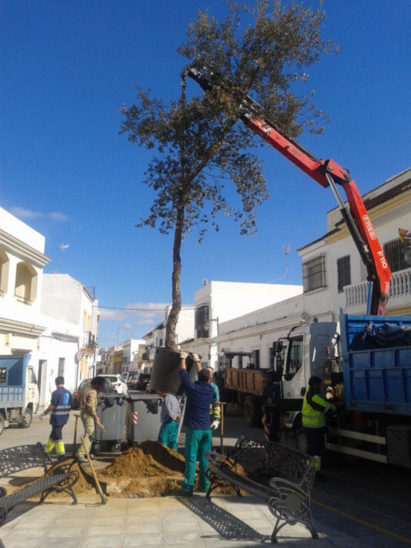 Trabajadores desplazando un árbol grande con una grúa en una calle de la ciudad, con un cielo azul claro y edificios blancos al fondo.