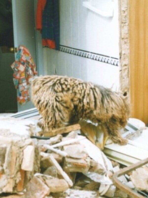 Gato jugando con un juguete de peluche en un entorno doméstico con muebles y ropa colgada en el fondo.