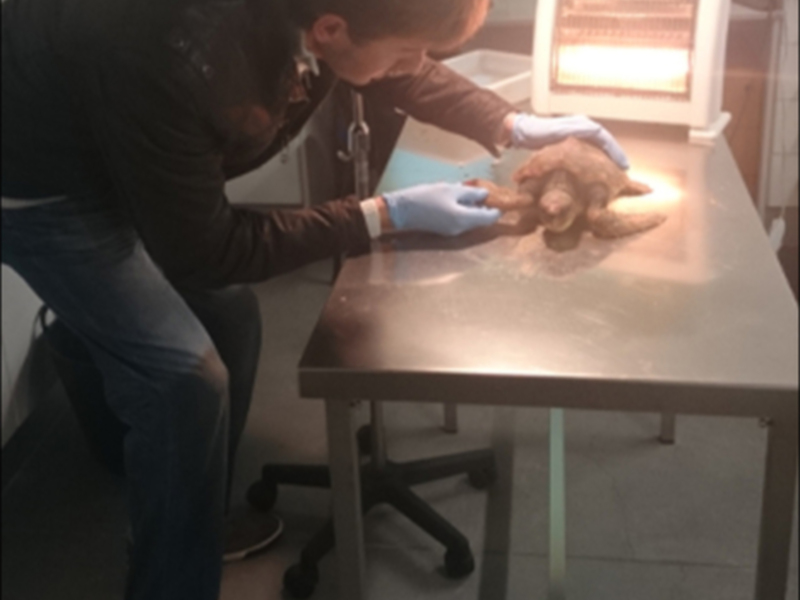 La Delegación de Medio Ambiente evita que muera una tortuga boba aparecida en la Playa de Regla(Chipiona) 