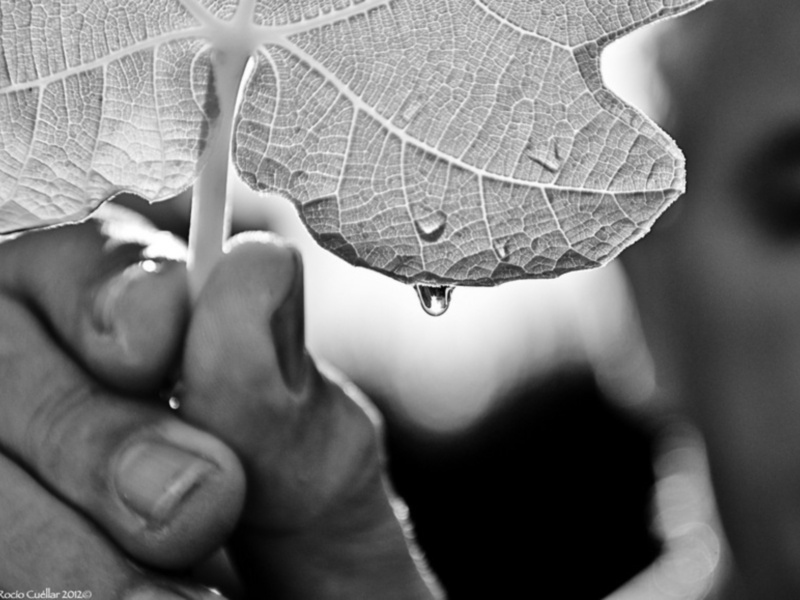 Gotas de agua en una hoja de vidrio, captura en blanco y negro.