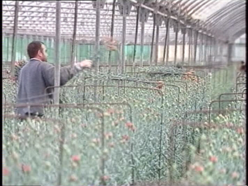 Trabajador en invernadero de cultivo de flores