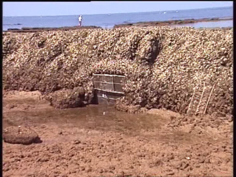 Colmena de mejillones en una costa rocosa, con una persona en el fondo y un mar tranquilo al horizonte.