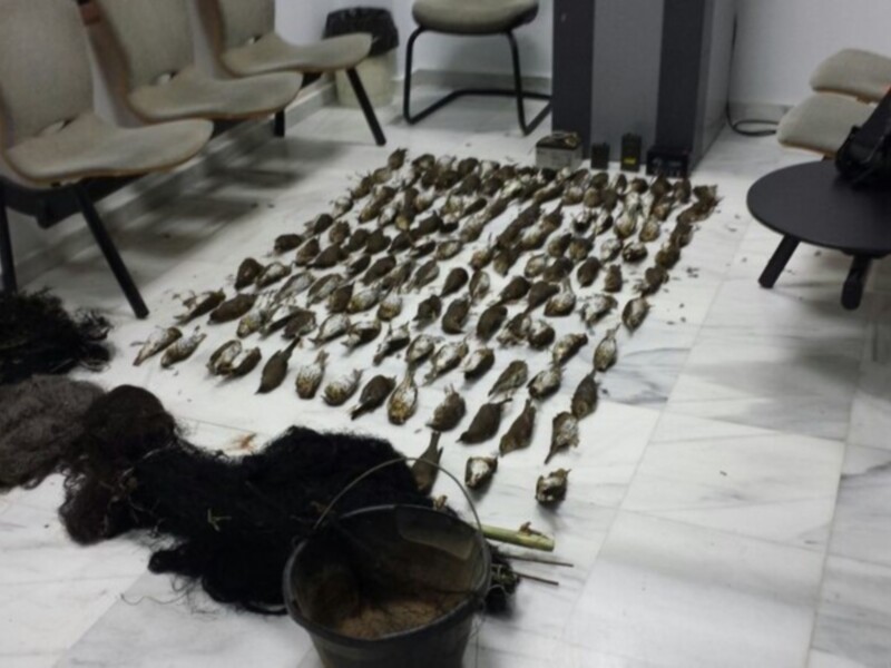 Caja de huevos de tortuga y pelaje de animal en un espacio interior.