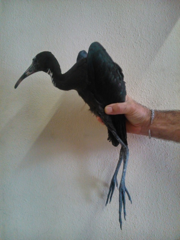 Mano sosteniendo un ibis negro, con plumaje brillante y larga pata azul.