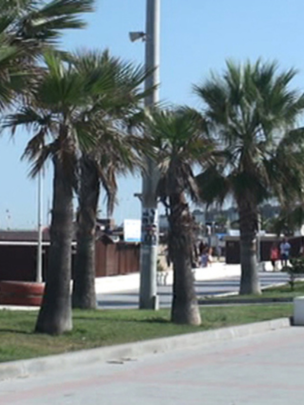 Paseo costero con palmeras y vista al mar bajo un cielo azul claro.