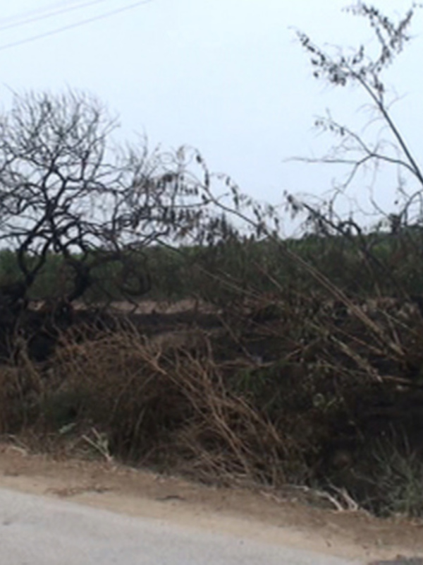 Árboles y arbustos secos a lo largo de un camino rural.