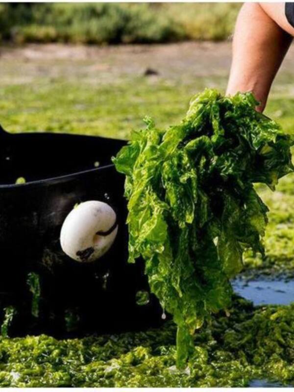 Recogiendo algas verdes en el litoral costero.