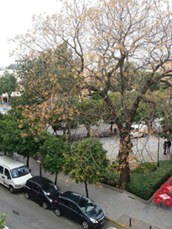 Vista panorámica de una calle con árboles frondosos y vehículos estacionados, con personas caminando y sentadas en mesas al aire libre.