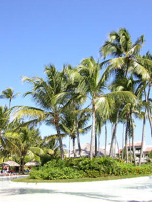 EN CUBA FESTIVAL INTERNACIONAL DEL HABANO DEDICADO AL TABACO COHIBA 