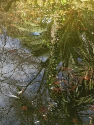 Peces muertos en estanque del Parque de María Luisa