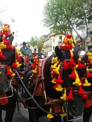 El caballo protagonista