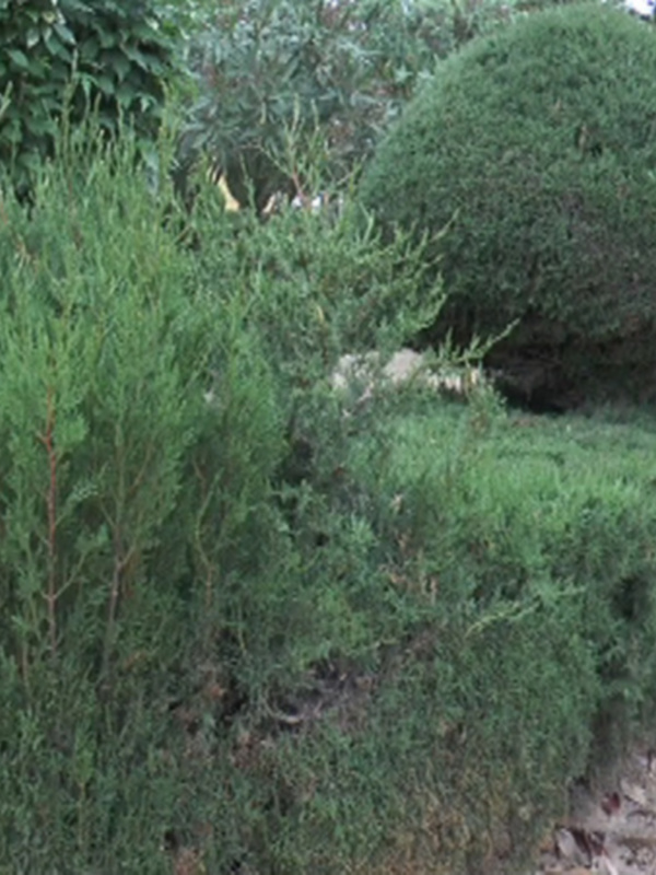 Bosque de arbustos bien cuidados y修剪整齐的灌木丛。