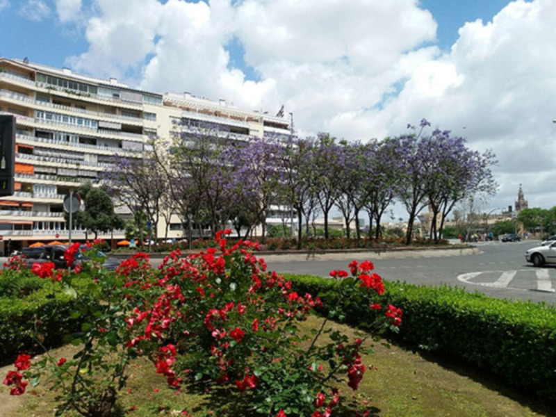 Áreas verdes con flores rojas y jacarandas en flor en una ciudad con edificios de apartamentos en el fondo.