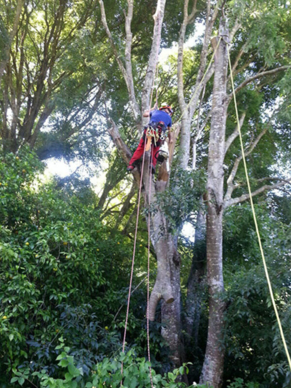 Trabajador en árbol utilizando equipo de seguridad para tareas de mantenimiento o poda.