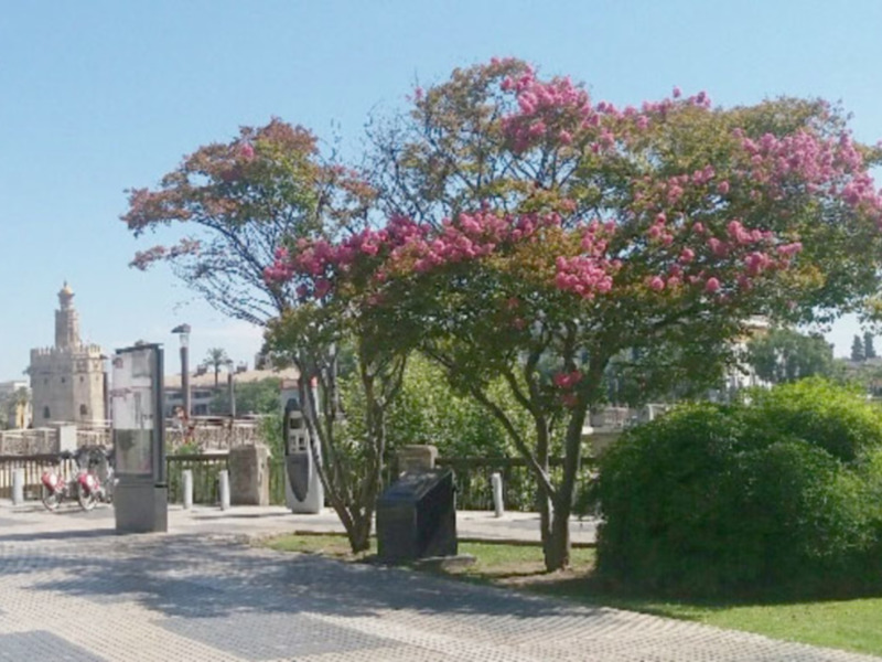 Un árbol con flores rosadas en un parque con una torre en el fondo.
